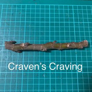 Craven’s Craving穂木　イチジク穂木 いちじく穂木 