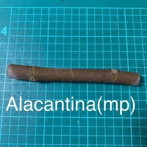 Alacantina(mp)穂木　イチジク穂木 いちじく穂木 