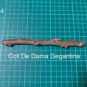 Coll De Dama Gegantina穂木　イチジク穂木 いちじく穂木 