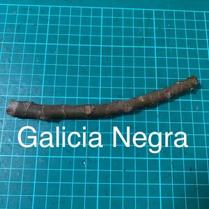 Galicia Negra穂木　いちじく穂木 イチジク穂木 