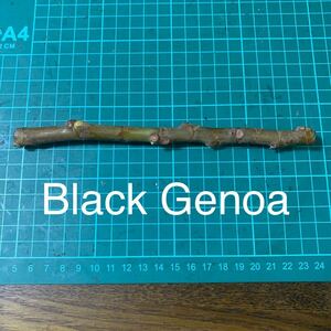 Black Genoa穂木 いちじく穂木 イチジク穂木 