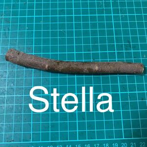 Stella穂木　イチジク穂木 いちじく穂木 