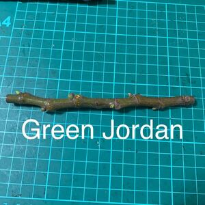 Green Jordan穂木　いちじく穂木 イチジク穂木 