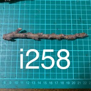 i258穂木 ⑥ イチジク穂木 いちじく穂木 