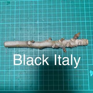 Black Italy穂木　イチジク穂木 いちじく穂木 
