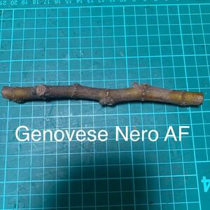 Genovese Nero AF穂木　イチジク穂木 いちじく穂木 