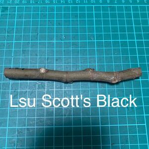 Lsu Scott's Black穂木　イチジク穂木 いちじく穂木 