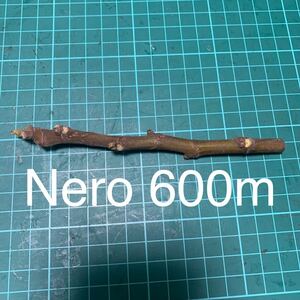 Nero 600m穂木　いちじく穂木 イチジク穂木 