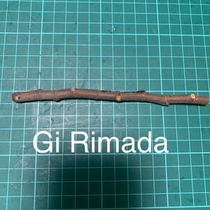 Gi Rimada穂木　いちじく穂木 イチジク穂木 