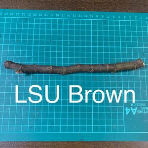 LSU Brown穂木 いちじく穂木 イチジク穂木 