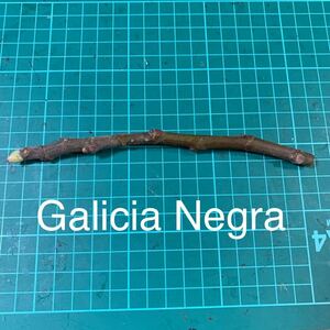 Galicia Negra穂木　イチジク穂木 いちじく穂木 