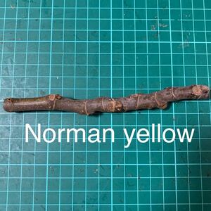 Norman yellow 穂木　イチジク穂木 いちじく穂木 