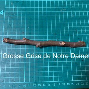 Grosse Grise de Notre Dame穂木　いちじく穂木 イチジク穂木 