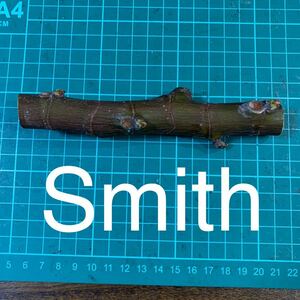 Smith穂木　② いちじく穂木 イチジク穂木 