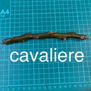 cavaliere穂木 いちじく穂木 イチジク穂木 