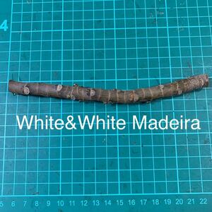 White&White Madeira穂木　いちじく穂木 イチジク穂木 