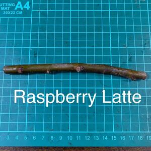 Raspberry Latte穂木　イチジク穂木 いちじく穂木 