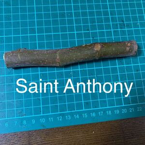 Saint Anthony 穂木　いちじく穂木 イチジク穂木 