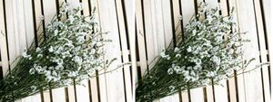 me.. ателье Hokkaido сухой цветок sinensis серия белый Star большой пачка выгода 2 шт. комплект 