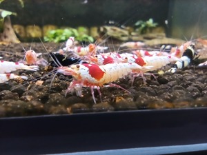 * Red Bee Shrimp 10 pcs 5/30 shipping limitation (pick up) price 