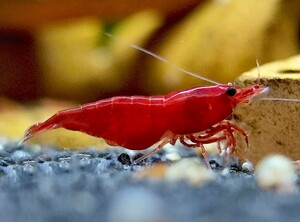* ultimate fire .10 pcs < red fire - shrimp > 5/30 shipping limitation (pick up) price 