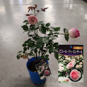 ● ピエール・ドゥ・ロンサール ● 豪華な大輪で人気の品種 ● 返り咲き ● CL ● 6号 ● バラ ●