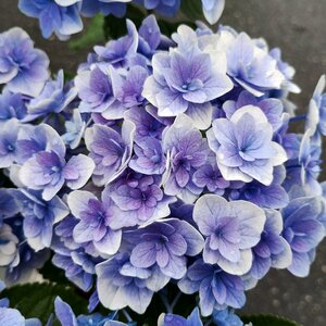 *. wheel. te Mali .. goods kind * hydrangea *.. magic * 5 number * flower attaching * blooming stock *