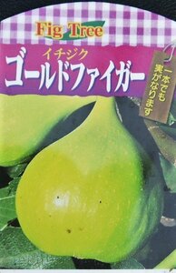 ● 果樹苗 ● イチジク ● ゴールドファイガー ● 5号 ● 1本で実がなる ● 夏秋兼用種 ● Fig Tree ●