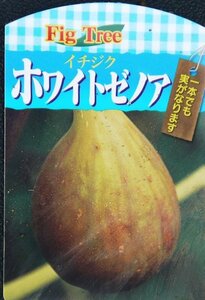 ● 果樹苗 ● イチジク ● ホワイトゼノア ● 5号 ● 1本で実がなる ● 夏秋兼用種 ● Fig Tree ●