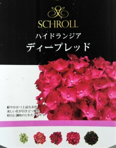 ● アジサイ ● ディープレッド ● 黒味がかった深い色目が魅力的 ● ５号 ● 花付き ● 開花株 ●