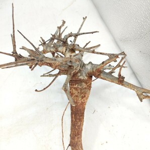 ネグレクタ V095 ボスウェリア・ネグレクタ 塊根植物 観葉植物 未発根 多肉植物 灌木 パキプス グラキリス 盆栽 アガベ コーデックスの画像5