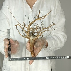 ネグレクタ V098 ボスウェリア・ネグレクタ 塊根植物 観葉植物 未発根 多肉植物 灌木 パキプス グラキリス 盆栽 アガベ コーデックスの画像2
