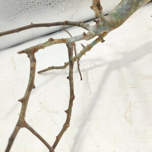 ホルトジアナ V113 コミフォラ・ホルトジアナ 塊根植物 観葉植物 未発根 多肉植物 灌木 パキプス グラキリス 盆栽 アガベ コーデックスの画像6