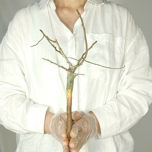 ホルトジアナ V113 コミフォラ・ホルトジアナ 塊根植物 観葉植物 未発根 多肉植物 灌木 パキプス グラキリス 盆栽 アガベ コーデックスの画像1