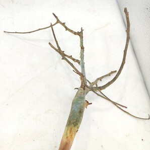 ホルトジアナ V113 コミフォラ・ホルトジアナ 塊根植物 観葉植物 未発根 多肉植物 灌木 パキプス グラキリス 盆栽 アガベ コーデックスの画像5