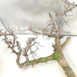 カンペストリス V030コミフォラ・カンペストリス 塊根植物 観葉植物 未発根 多肉植物 灌木 パキプス グラキリス 盆栽 アガベ コーデックスの画像5