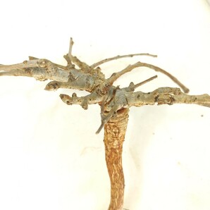 ネグレクタ V151 ボスウェリア・ネグレクタ 塊根植物 観葉植物 未発根 多肉植物 灌木 パキプス グラキリス 盆栽 アガベ コーデックスの画像5