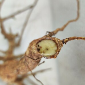 ネグレクタ V151 ボスウェリア・ネグレクタ 塊根植物 観葉植物 未発根 多肉植物 灌木 パキプス グラキリス 盆栽 アガベ コーデックスの画像8