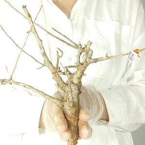 ネグレクタ ネ002 ボスウェリア・ネグレクタ 塊根植物 観葉植物 未発根 多肉植物 灌木 パキプス グラキリス 盆栽 アガベ コーデックスの画像4