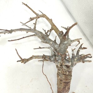 ネグレクタ ネ003 ボスウェリア・ネグレクタ 塊根植物 観葉植物 未発根 多肉植物 灌木 パキプス グラキリス 盆栽 アガベ コーデックスの画像5