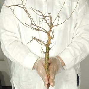 ミルラミ006 コミフォラ・ミルラ 塊根植物 観葉植物 未発根 多肉植物 灌木 パキプス グラキリス 盆栽 アガベ コーデックス