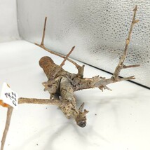 ネグレクタ ネ022 ボスウェリア・ネグレクタ 塊根植物 観葉植物 未発根 多肉植物 灌木 パキプス グラキリス 盆栽 アガベ コーデックス_画像7