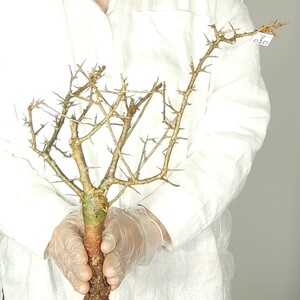 アフリカーナ ア020 コミフォラ・アフリカーナ 塊根植物 観葉植物 未発根 多肉植物 灌木 パキプス グラキリス 盆栽 アガベ コーデックス