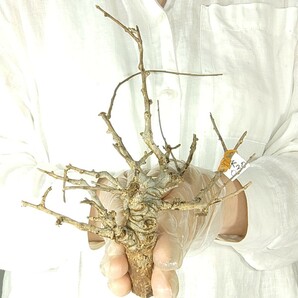 ネグレクタ ネ030 ボスウェリア・ネグレクタ 塊根植物 観葉植物 未発根 多肉植物 灌木 パキプス グラキリス 盆栽 アガベ コーデックスの画像1