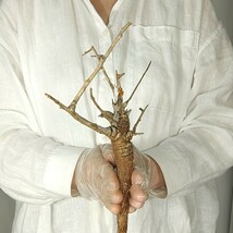 ネグレクタ ネ027 ボスウェリア・ネグレクタ 塊根植物 観葉植物 未発根 多肉植物 灌木 パキプス グラキリス 盆栽 アガベ コーデックス_画像3