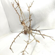 アフリカーナ ア021 コミフォラ・アフリカーナ 塊根植物 観葉植物 未発根 多肉植物 灌木 パキプス グラキリス 盆栽 アガベ コーデックス_画像7