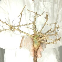 アフリカーナ ア025 コミフォラ・アフリカーナ 塊根植物 観葉植物 未発根 多肉植物 灌木 パキプス グラキリス 盆栽 アガベ コーデックス_画像1