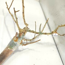 ホルトジアナ ホ040 コミフォラ・ホルトジアナ 塊根植物 観葉植物 未発根 多肉植物 灌木 パキプス グラキリス 盆栽 アガベ コーデックス_画像5