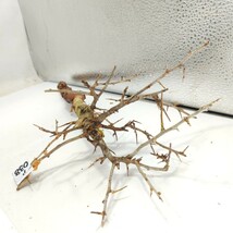 アフリカーナ ア038 コミフォラ・アフリカーナ 塊根植物 観葉植物 未発根 多肉植物 灌木 パキプス グラキリス 盆栽 アガベ コーデックス_画像7