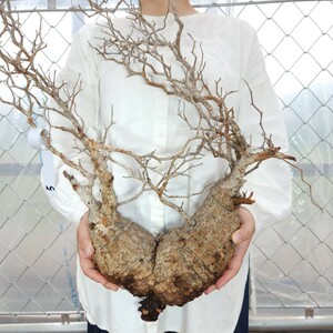 【直輸入】5 オペルクリカリア・パキプス 塊根植物 観葉植物 多肉植物 灌木 パキプス グラキリス 盆栽 アガベ コーデックス 未発根 山採